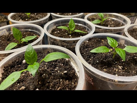 Такую ПИКИРОВКУ ПЕРЕЦ даже не почувствует! Отличный состав грунта для перца!