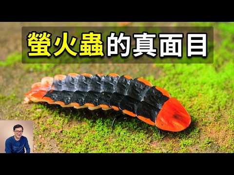 一億多年前到底發生了什麼？讓螢火蟲突然開始發光！都說是求偶燈光秀，其實可能另有玄機！【老肉雜談】#動物 #生物 #昆蟲 #螢火蟲 #冷知識