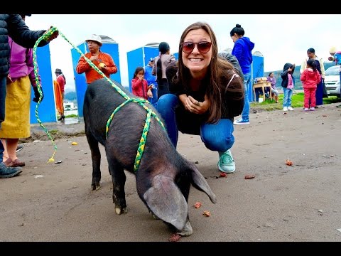 INSANE ANIMAL MARKET | Local Bus to Otavalo, Ecuador