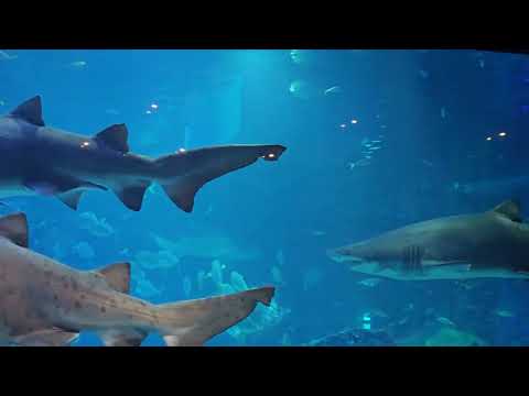 해운대 아쿠아리움