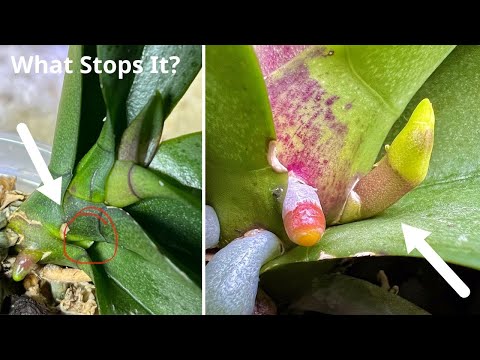 The Most Fragile Orchid Flower Spike Stage (Don’t Do This)