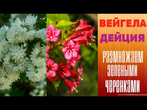 Weigela. Deutzia. Propagation by green cuttings.