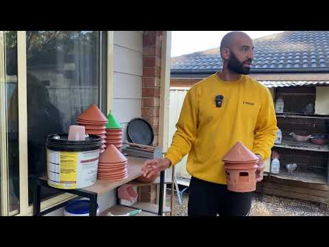 Monday Morning Pigeon Routine