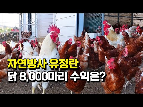 대기업 퇴사하고 닭 8000마리 키우면 한달에 얼마 벌까?