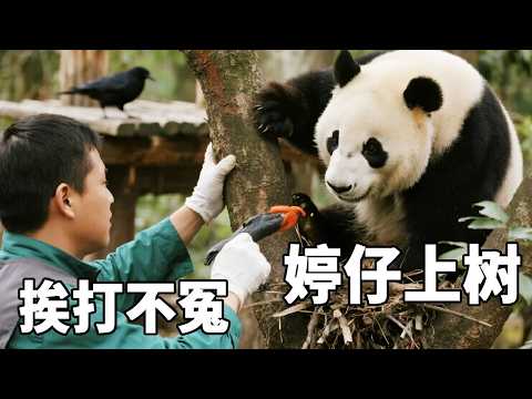 长隆的榜一大哥婷仔，因为偷了八哥八嫂的家，被它们下了追杀令【你好大熊猫】#大熊猫#搞笑#熊猫日常