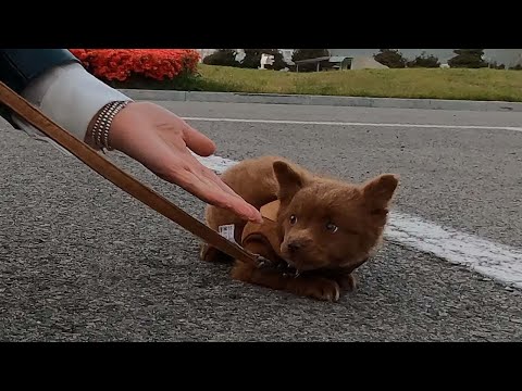 The Process of a Rescue Puppy Overcoming His Fear of People.