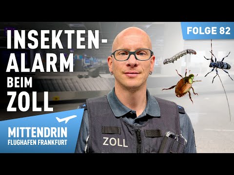 Das große Krabbeln - Insektenalarm beim Zoll | Mittendrin - Flughafen Frankfurt 82