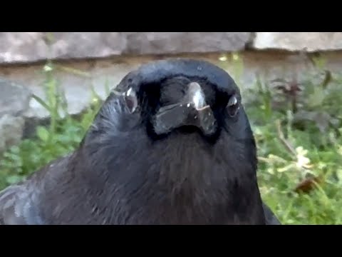 Wild crow goes for walk with woman every day