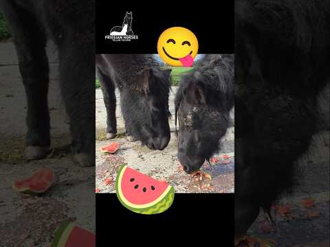 Juicy Satisfying Pony ASMR: Watermelon Bliss #Friesian #Horses #followtheherd