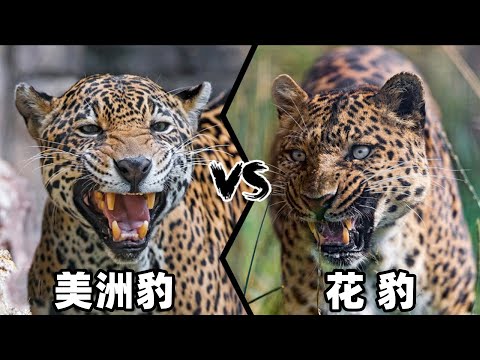 花豹vs美洲豹,究竟谁才是真正的猫科三哥呢?