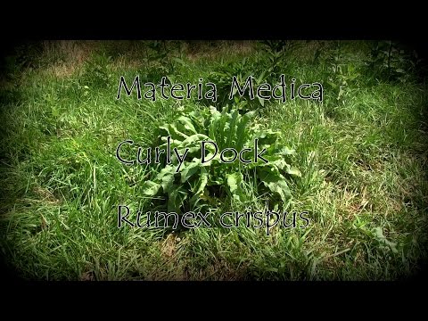 Materia Medica Curly Dock 7