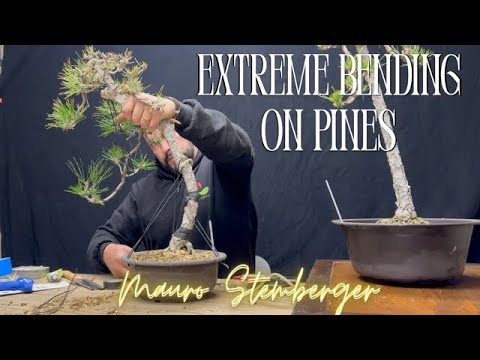 Extreme bending on pines