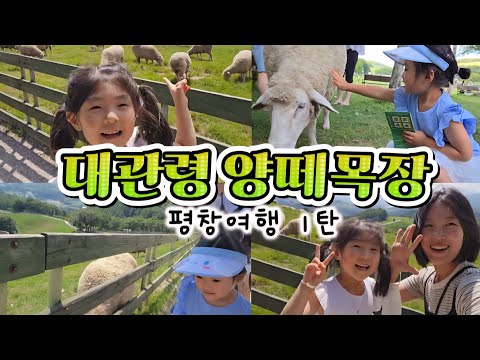 [VLOG] 2025 대관령 양떼목장~! 평창여행 1탄 함께해요~