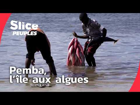 Wapemba : quand les femmes cultivent en mer I DOC ENTIER | SLICE PEUPLES