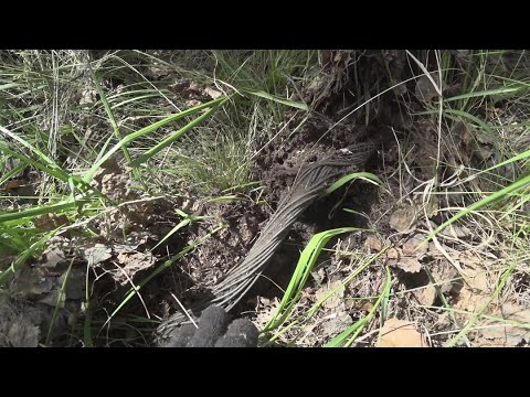 Тянем МЕДНУЮ жилу!! Нашёл не битый лес! Больше тонны в одного!!