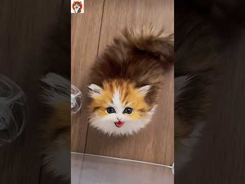 When Your Cat Jumps for Joy Just to See You 😹