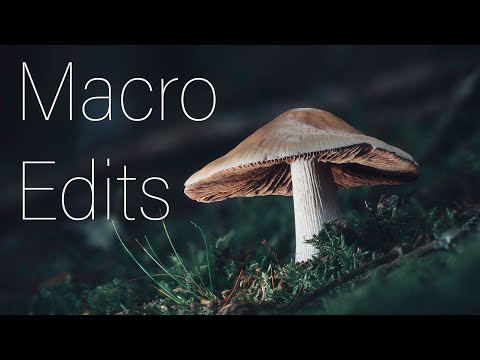 Macro focus stack and editing tutorial: Photoshop and Lightroom ideas and tips