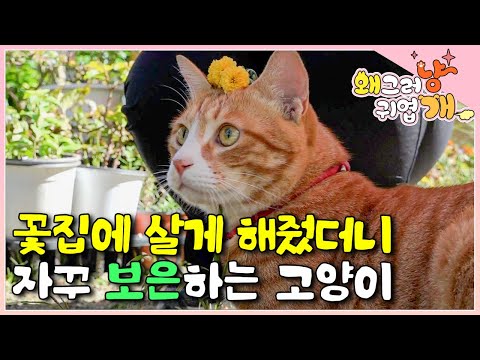 "안 가고 눌러앉더라고요" 생후 3개월 꽃집으로 들어온 고양이, 먹이고 재워줬더니 은혜 갚는 고양이. 화원은 내 세상~ 자연에서 뛰어 노는 고양이│#왜그러냥귀엽개