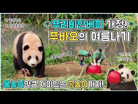 2022.08.06 푸리비안베이 개장! 물놀이보다는 공놀이가 좋은 꾸러기 공주 푸바오💛 올 여름도 푸바오와 함께해요😍