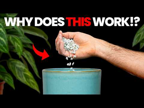 If I Wanted Thriving Plants in 2026, I'd Do This