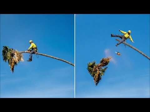 Chainsaw Idiots Compilation: Tree Cutting Fails & Insane Truck Close Calls