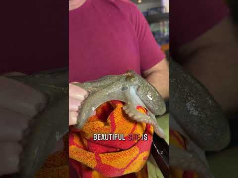 My octopus Haley crawls out of the tank to say hello!