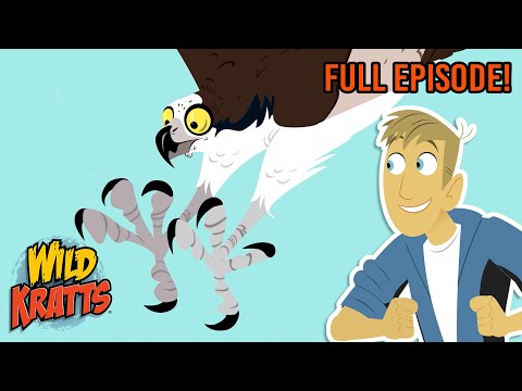 Osprey | Season 3 | Full Episode | Cartoons for Kids | Wild Kratts