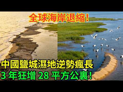 全球海岸線都在後退，中國卻讓鹽城濕地「逆勢生長」！3年新增灘塗28平方公裏，丹頂鶴家園越變越大！#科普#國際觀點#熱門#生態修複#沙漠