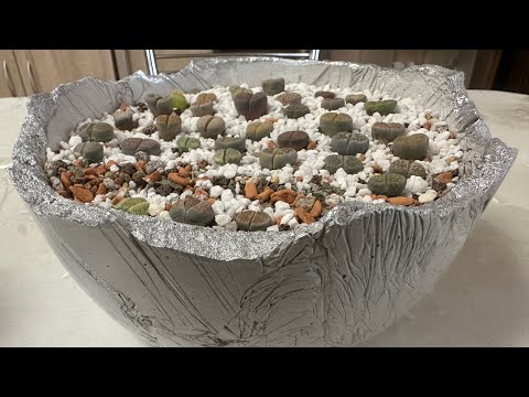 Мои новые китайские друзья☺️ Литопсы из Поднебесной.