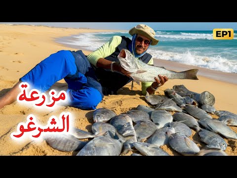 حصيلة قياسية من أسماك الشرغو في وقت وجيز😱 | مصيد رملي نادر 👑🎣