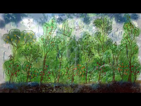 The Foundations of Syntropic Agroforestry