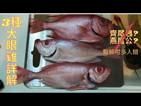 3種大眼雞(燕尾/齊尾/深水)潮州凍食---肉質有乜唔同?點解咁多人以為齊尾係乸,長尾係公?錯錯錯~香港海鮮~社長遊街市(Hong Kong Seafood Market)