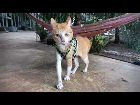 When Cute Kittens Turn Into Little Comedians 😂 Funniest Cats Video Ever