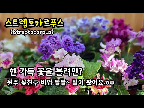 겨울철 실내 꽃식물 추천!! #스트렙토카르푸스 (스카푸) #Streptocarpus 원주 꽃친구 꽃방 방문!! 스카푸 키우는 이야기 들어 볼까요?