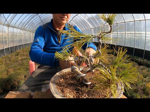 Video of making a bonsai