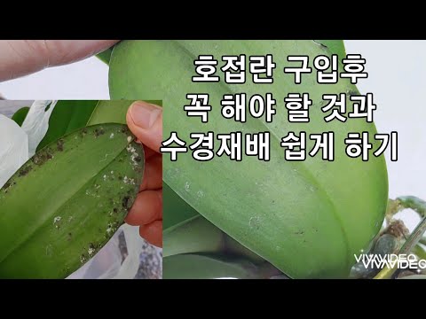 호접란 언박싱과 호접란 구입 후 꼭 해줘야 할 것 &  수경재배 쉽게 하는 방법.