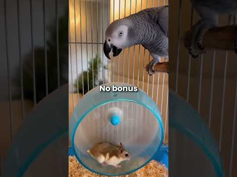 Funniest Talking Parrots Moments...#shorts #parrot