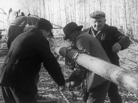 Die Dorfmühle 1 - Fällen und Abfahren einer Mühleneiche