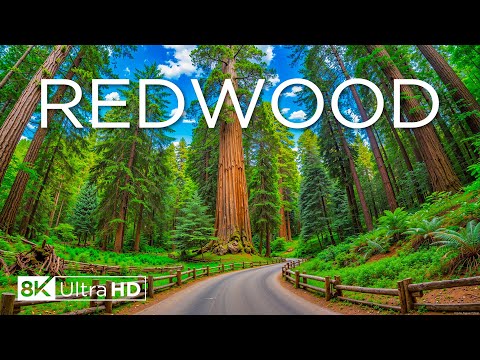 Redwood National Park 8K – Home of the World’s Tallest Trees and Majestic Landscapes