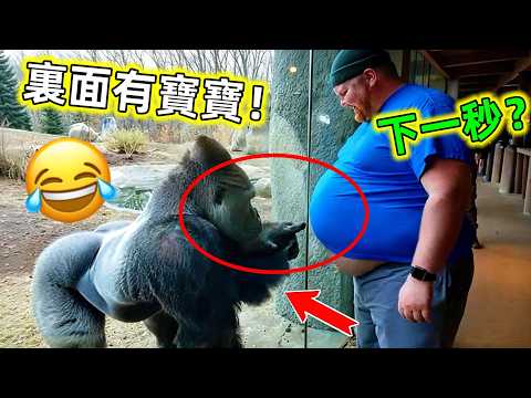 😂這些動物成精了｜會搞怪沙雕，會整活，還會幹壞事，實在太好玩了#沙雕動物 #動物成精了 #動物成精 #動物搞笑 #搞笑視頻 #動物的迷惑行為 #動物 #世界之最 #王宇觀地球