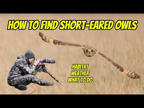 How to find Short-eared owls