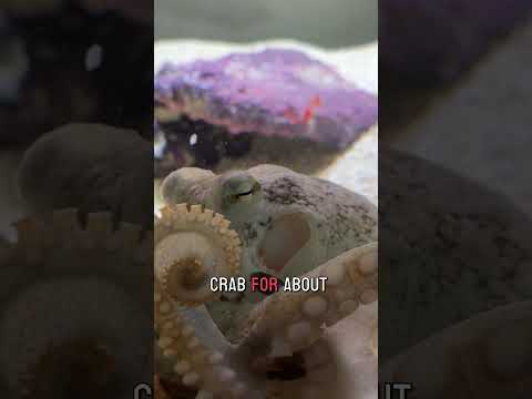 Crab ball for my octopus!