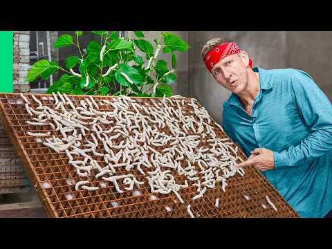 Eating Vietnam’s Most Exotic Insect!!