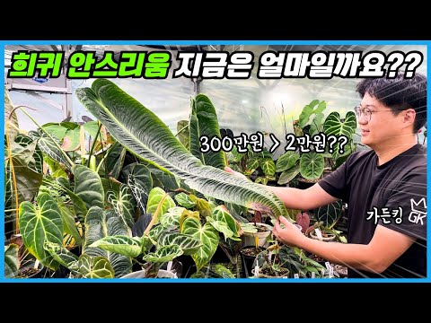 가격 폭락한 희귀식물 2차 유행이 시작됐어요!! 키우기 어려운 안스리움 VS 키우기 쉬운 안스리움!! feat. 구독자 이벤트!!