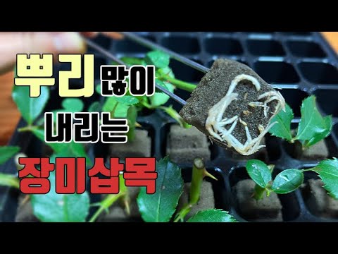 장미삽목 장마철에 하세요  // 발근율 높이는 꿀팁 대방출