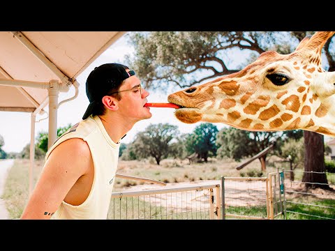 La jirafa más atrevida que he visto 🤯