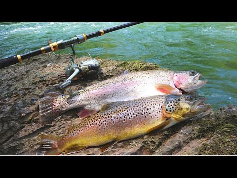 Foraging for Bait Trout Catch n’ Cook Challenge!
