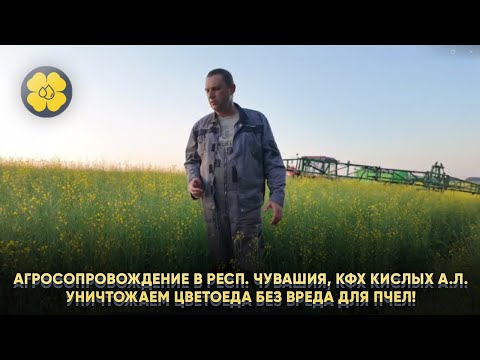 Агросопровождение в Республике Чувашия, КФХ Кислых А.Л. Уничтожаем цветоеда без вреда для пчел!