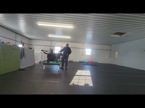 Murphy the Chocolate Lab | Week 3 Board & Train | Stay on Place + Recall | Best Paw Forward