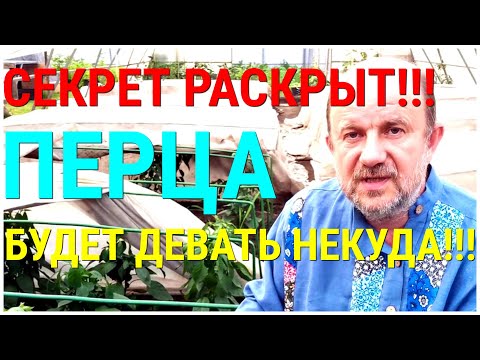 ПЕРЦЫ для огромного урожая ВЫРАЩИВАЙТЕ ТОЛЬКО ТАК! Болеют перцы, как им помочь Поделись со всеми!!!